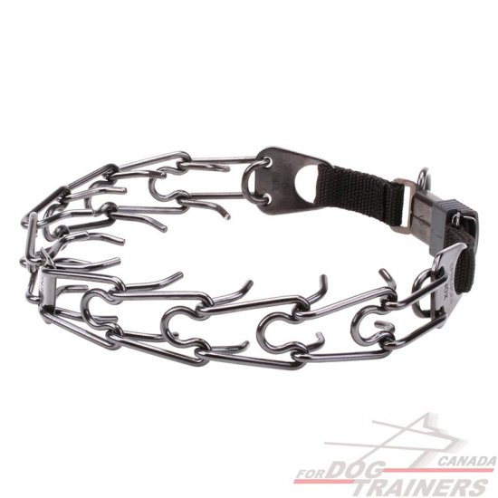 metal dog leashes and collars