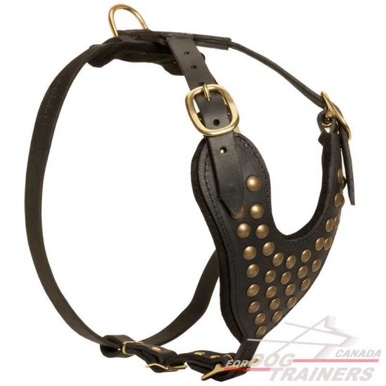 Studded 2024 leather harness