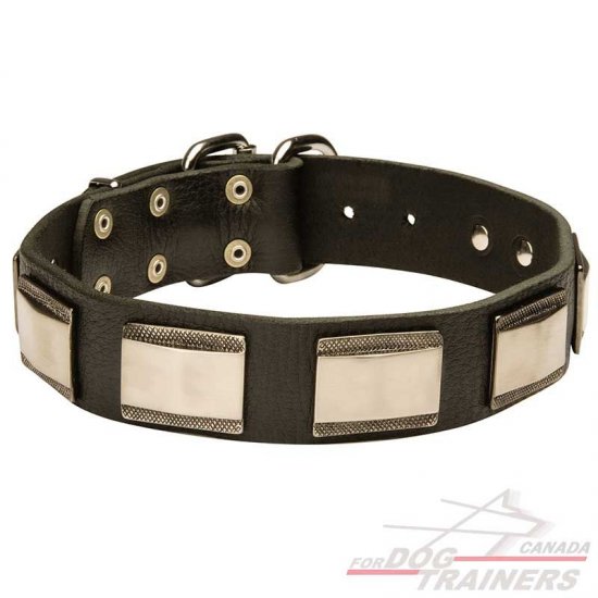 Dog collar clearance with brass plate