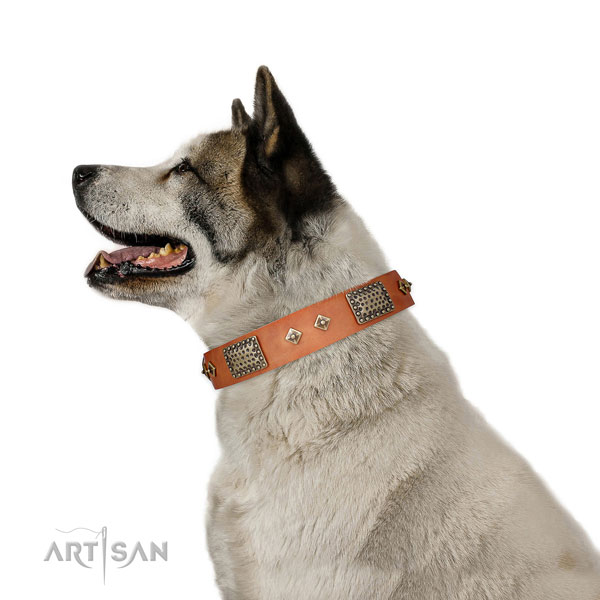 Fancy walking dog collar of leather with designer embellishments