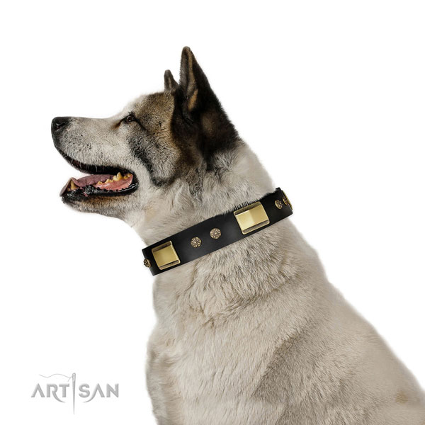 Walking dog collar of genuine leather with impressive embellishments