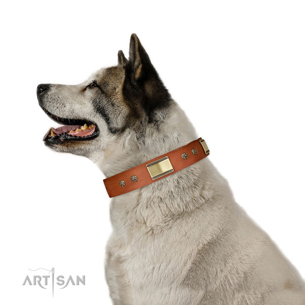 Walking dog collar of natural leather with inimitable studs