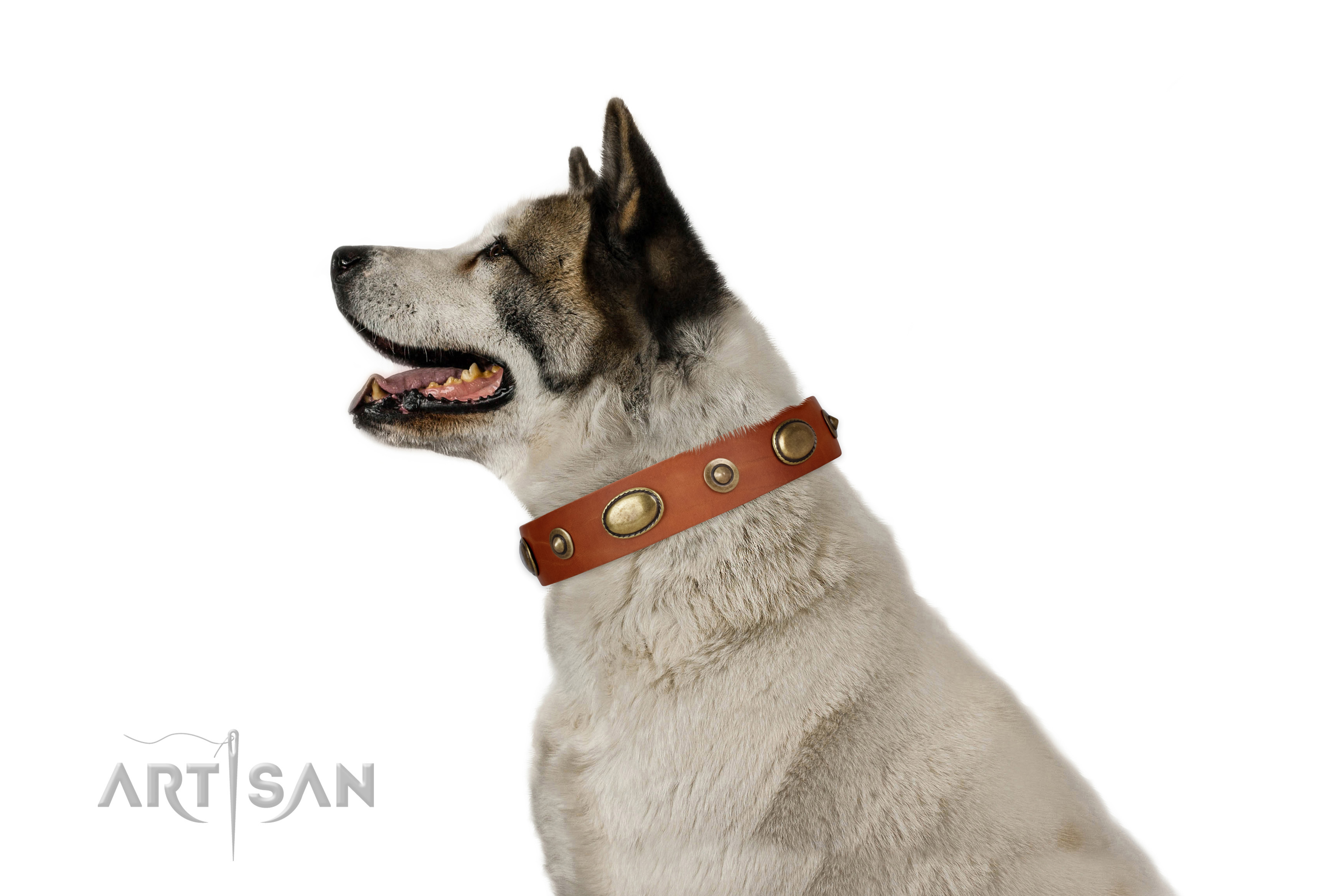 Basic training dog collar of genuine leather with trendy adornments