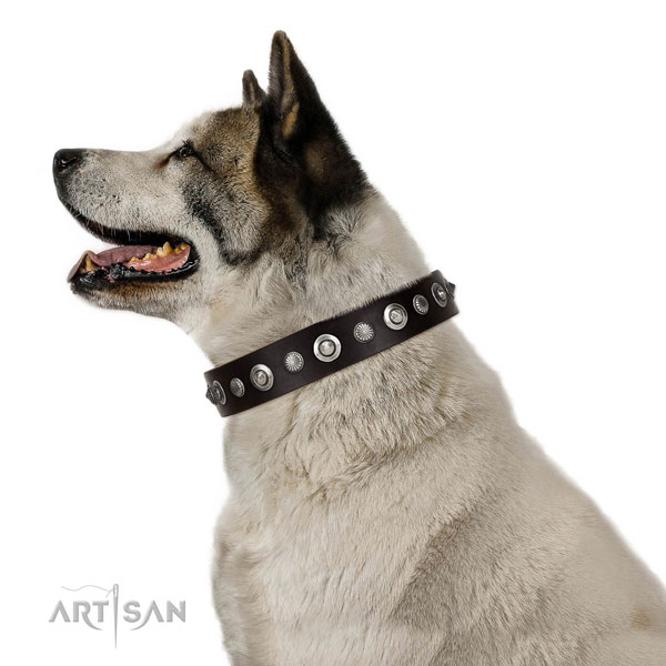 Fine quality full grain natural leather dog collar with impressive studs