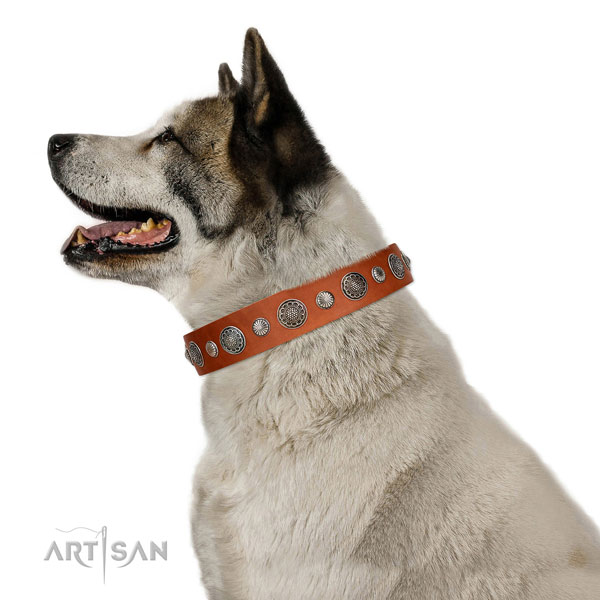 Unusual genuine leather dog collar with corrosion resistant hardware