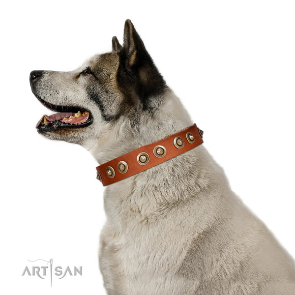 Comfortable wearing dog collar of leather with inimitable embellishments