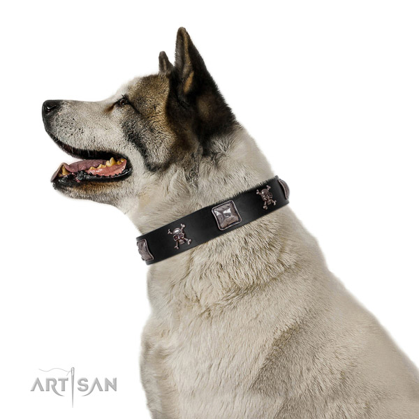 Extraordinary genuine leather dog collar with corrosion resistant fittings