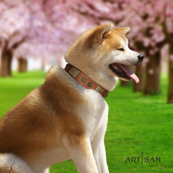 Akita Inu comfy wearing natural leather collar with decorations for your canine