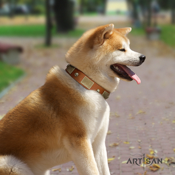 Akita Inu everyday use leather collar with decorations for your dog