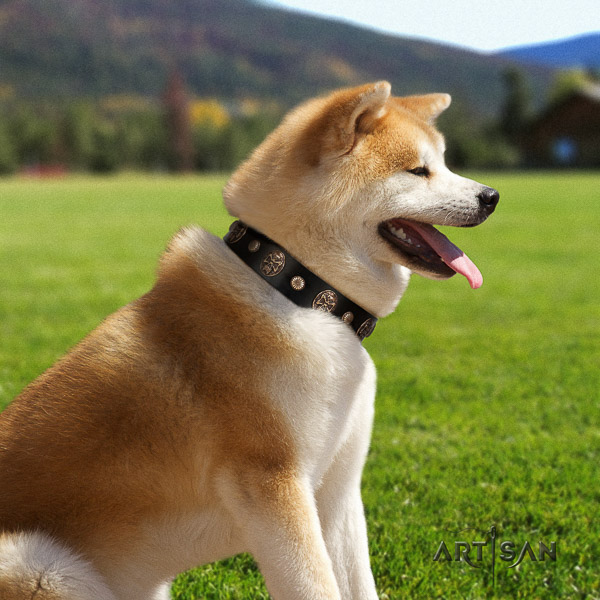 Akita Inu daily use genuine leather collar with studs for your four-legged friend