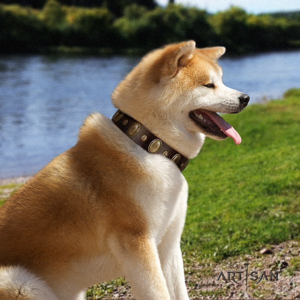 Akita Inu everyday walking genuine leather collar with adornments for your dog