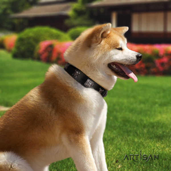 Akita Inu comfortable wearing full grain genuine leather collar with decorations for your doggie