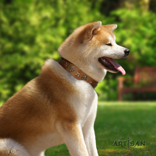 Akita Inu comfortable wearing full grain genuine leather collar with studs for your dog