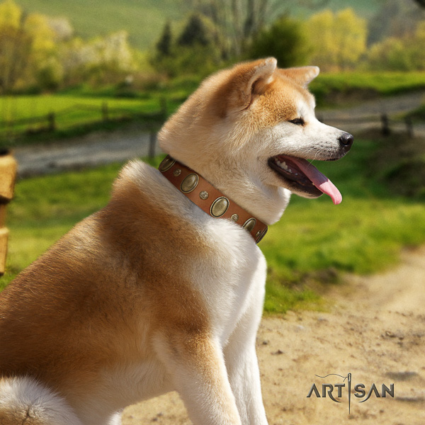 Akita Inu daily walking full grain genuine leather collar with studs for your pet