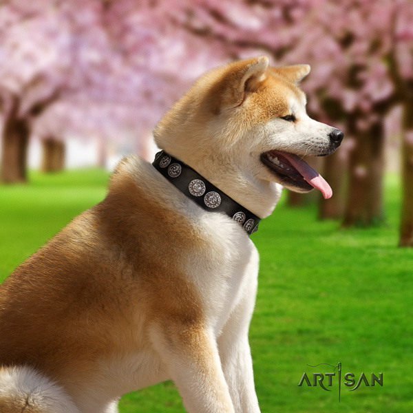 Akita Inu comfortable wearing leather collar with decorations for your canine