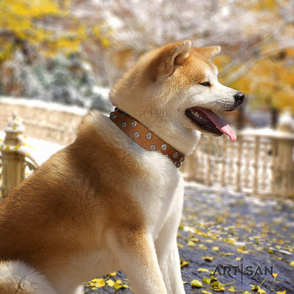Akita Inu daily use leather collar with embellishments for your pet