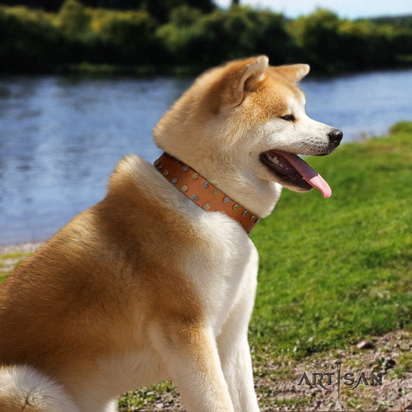 Akita Inu comfy wearing full grain genuine leather collar with decorations for your four-legged friend