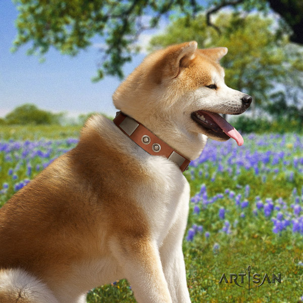 Akita Inu daily use full grain natural leather collar with adornments for your dog