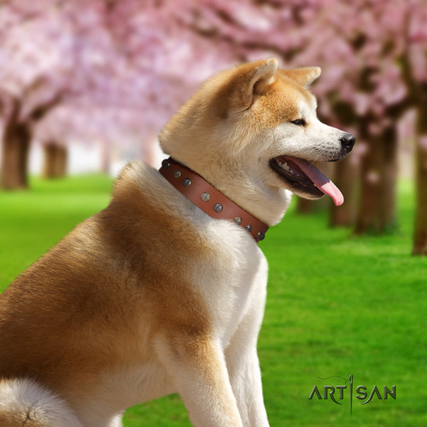 Akita Inu leather dog collar with inimitable adornments