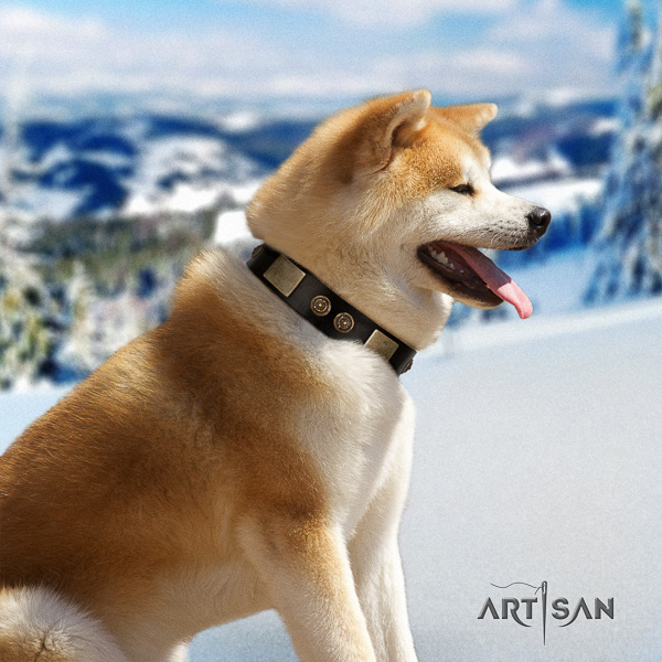 Akita Inu comfortable wearing natural leather collar with studs for your canine