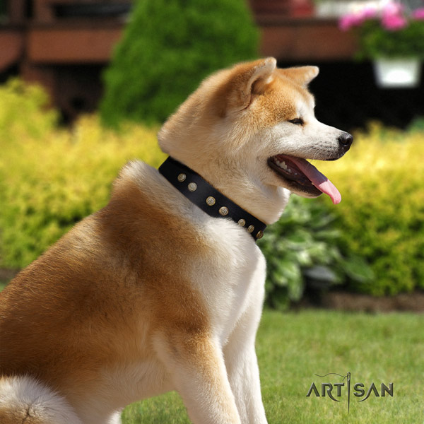 Akita Inu full grain leather dog collar with impressive embellishments