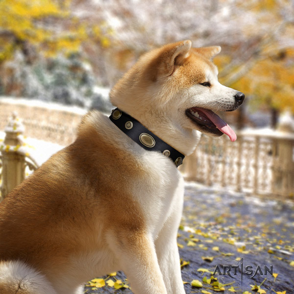 Akita Inu leather dog collar with remarkable studs