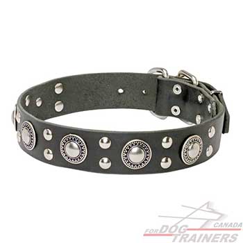 Black Leather dog collar - mix of conchos & studs
