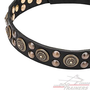 Leather collar with rust resistant brass studs