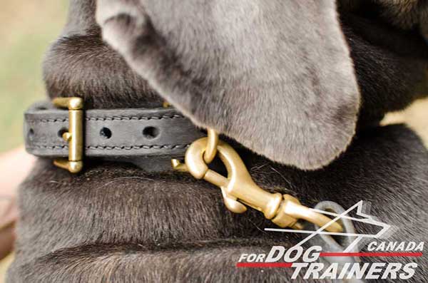 Braided leather dog collar with rust-proof hardware