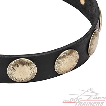Durable Dog Collar with Brass Studs