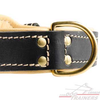 Brass D-ring and Rivets on Walking Dog Leather Collar