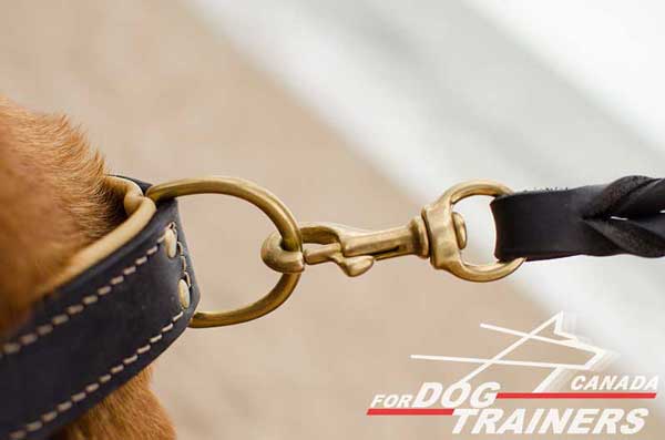Brass D-ring on Durable Walking and Training Dog Collar
