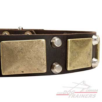 Brass plates nickel cones on leather dog collar
