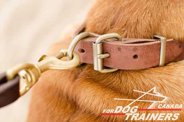 Large Brass Ring for Quick Leash Hook Up