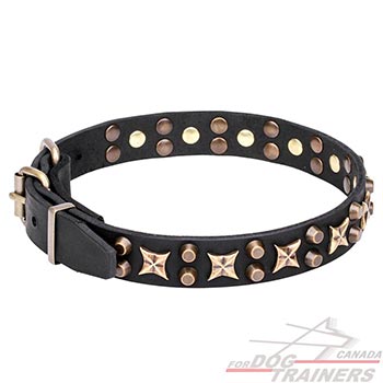 Leather canine collar with decorations for everyday walking