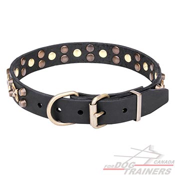 Bronze-plated Hardware on Leather Pet Collar