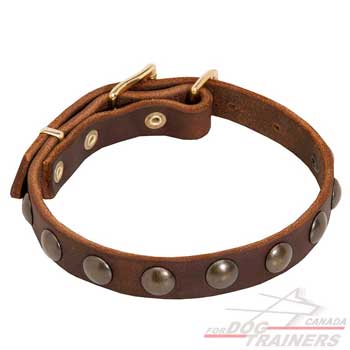 Leather Dog Collar in Brown Color