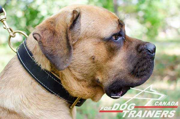 Cane Corso Leather Collar for Off Leash Training