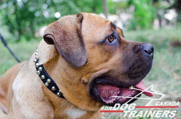 Cane Corso Collar Leather for Obedience Training
