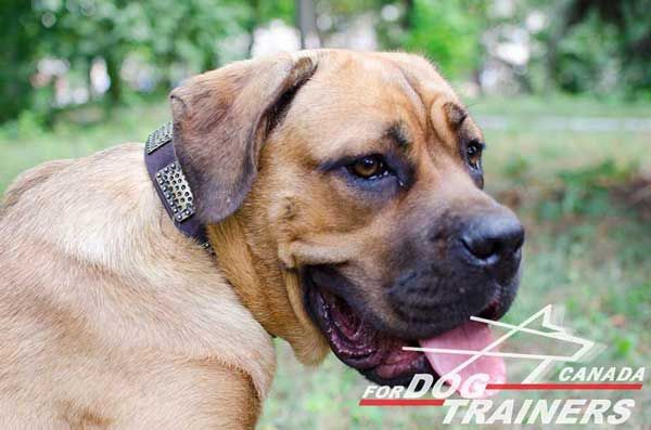 Cane Corso Leather Collar for Dog Walking
