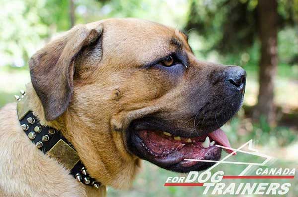 Leather Cane Corso Collar for Walking