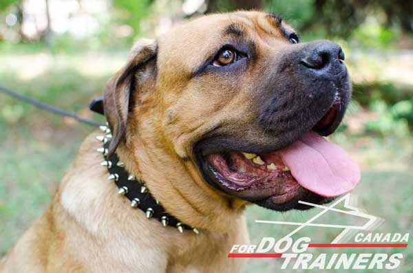 Spiked Cane Corso collar for walking and training