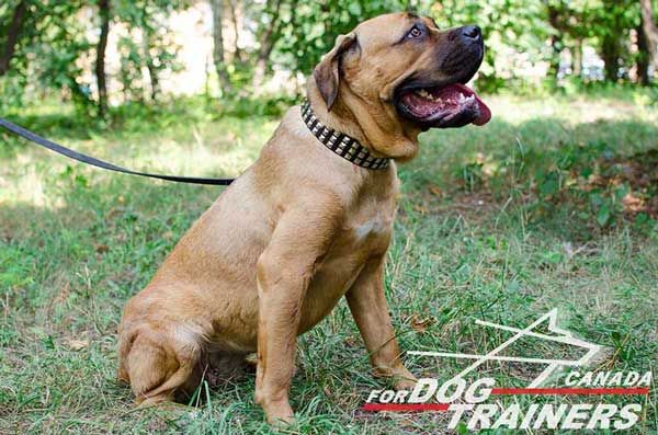 Leather Cane Corso Collar with Stylish Adorment
