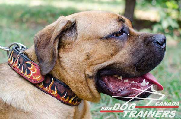 Leather Collar for Cane Corso Dogs