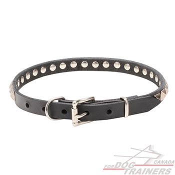 Collar for dogs with chrome plated hardware