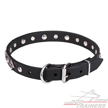 Leather walking dog collar with chrome plated hardware