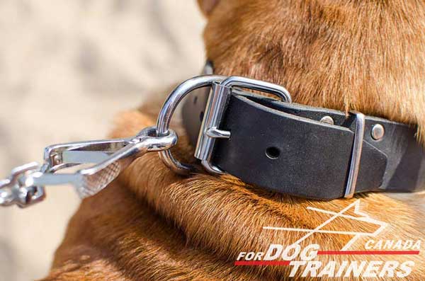 D-Ring on Leather Dog Collar for Leash