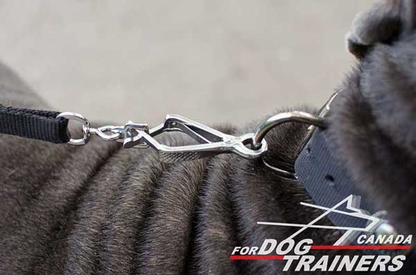 Nickel D-ring for Leash Attachment