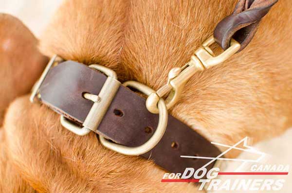 D-Ring on Leather Collar for Dog Leashing