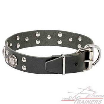 Shiny silvery hardware for black leather dog collar